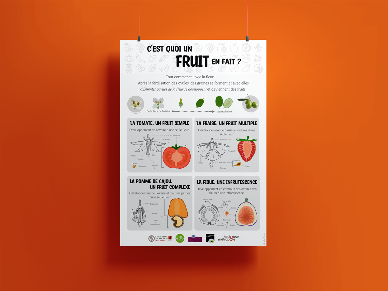 Différents types de fruits