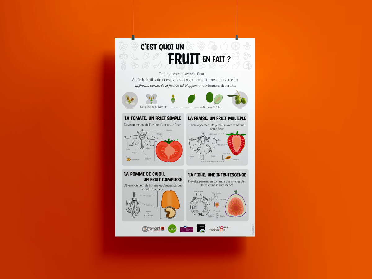 Fruit poster