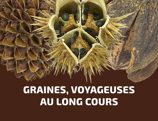 Graines