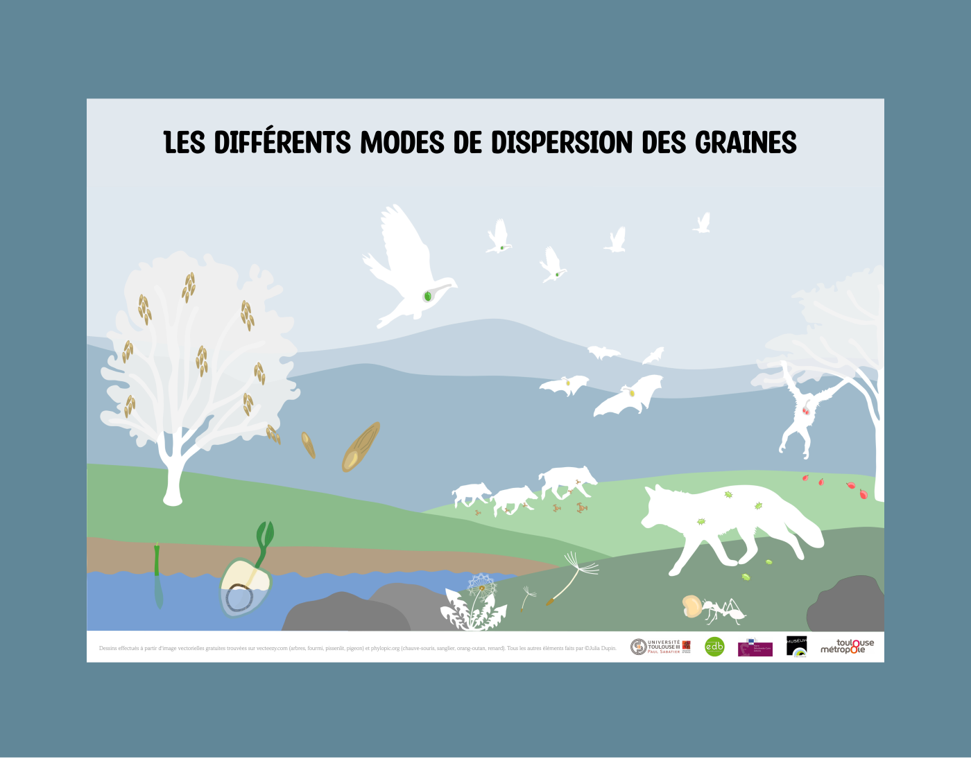 Seed dispersal poster closeup