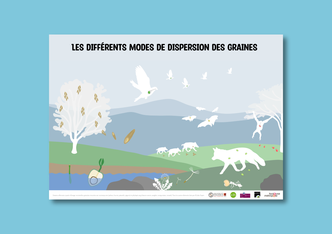 Modes de dispersions de graines